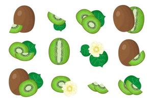 set van illustraties met kiwi's exotisch fruit, bloemen en bladeren geïsoleerd op een witte achtergrond. vector