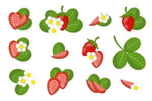 set van illustraties met wilde aardbeien exotisch fruit, bloemen en bladeren geïsoleerd op een witte achtergrond. vector