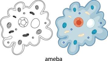 ameba in kleur en doodle op witte achtergrond vector