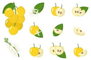 set van illustraties met acronychia exotisch fruit, bloemen en bladeren geïsoleerd op een witte achtergrond. vector