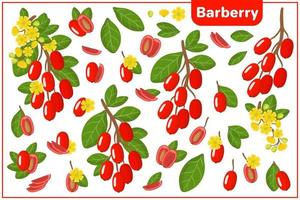 set van cartoon vectorillustraties met berberis exotisch fruit, bloemen en bladeren geïsoleerd op een witte achtergrond vector