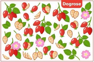 set van cartoon vectorillustraties met dogrose exotisch fruit, bloemen en bladeren geïsoleerd op een witte achtergrond vector