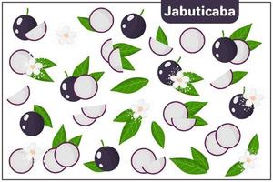 set van cartoon vectorillustraties met jabuticaba exotisch fruit, bloemen en bladeren geïsoleerd op een witte achtergrond vector