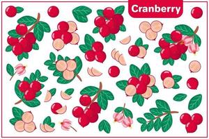 set van cartoon vectorillustraties met cranberry exotisch fruit, bloemen en bladeren geïsoleerd op een witte achtergrond vector
