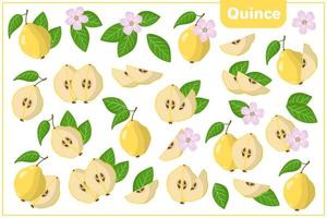 set van cartoon vectorillustraties met kweepeer exotisch fruit, bloemen en bladeren geïsoleerd op een witte achtergrond vector