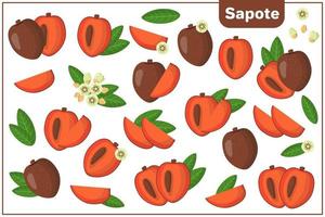 set van cartoon vectorillustraties met sapote exotisch fruit, bloemen en bladeren geïsoleerd op een witte achtergrond vector