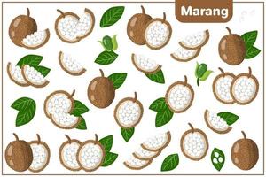 set van cartoon vectorillustraties met marang exotisch fruit, bloemen en bladeren geïsoleerd op een witte achtergrond vector