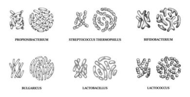 set hand getrokken probiotica bacteriën. lactococcus, lactobacillus, bulgaricus, bifidobacterium, propionibacterium, streptococcus. vectorillustratie in schetsstijl vector