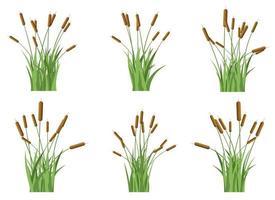 gras met cattail vector ontwerp illustratie geïsoleerd Aan wit achtergrond