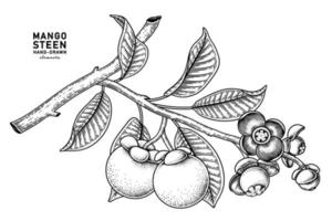 set van mangosteenvrucht hand getrokken elementen botanische illustratie vector