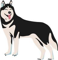 Siberisch schor hond . geïsoleerd vector illustratie Aan wit achtergrond. hond vector