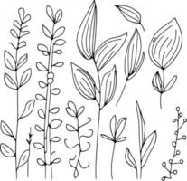 botanisch element, botanisch lijn tekening, wijnoogst botanisch kleur Pagina's, botanisch elementen, botanisch bloem illustratie, botanisch illustratie zwart en wit, botanisch lijn tekening bladeren, vector