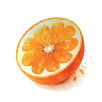 oranje fruit hand- verf vector illustratie, waterverf geïsoleerd achtergrond. citrus. vegetarisch eco voedsel Product, biologisch, veganistisch voeding. menu ontwerp. Hallo zomer.