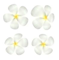 set van echte witte plumeria bloem vector