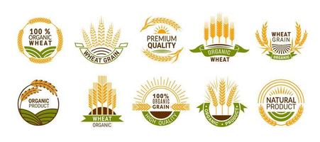 tarwe oren pictogrammen, ontbijtgranen stekels van biologisch Product vector