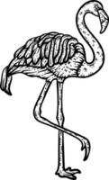 flamingo dier kleur bladzijde voor volwassenen vector