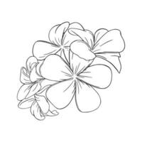 frangipani of plumeria tropisch bloesem. gegraveerde hawaiiaans frangipani geïsoleerd in wit achtergrond. vector illustratie