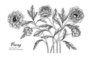 peony bloem en blad hand getekend botanische illustratie met lijntekeningen. vector