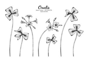 oxalis bloem en blad hand getekend botanische illustratie met lijntekeningen. vector