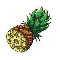 ananas besnoeiing schetsen hand- getrokken vector