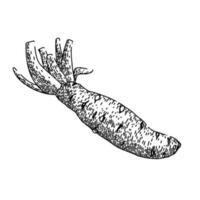 wasabi wortel schetsen hand- getrokken vector