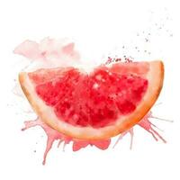 waterverf vers rood zomer illustratie van grapefruit plak. geïsoleerd illustratie Aan een wit achtergrond, voor ansichtkaarten, patronen, en textiel. vector