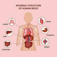 intern structuur van menselijk lichaam met een deel info Aan roze achtergrond. vector