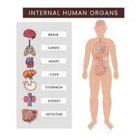 menselijk lichaam intern organen infographics tegen wit achtergrond. vector