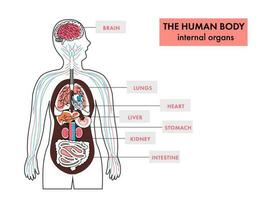 anatomie van menselijk lichaam intern organen infographics Aan wit achtergrond. vector