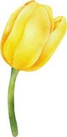 geel waterverf tulp met groen blad. hand- getrokken waterverf illustratie vector