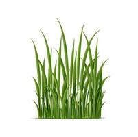 realistisch TROS van gras met ingewikkeld details vector