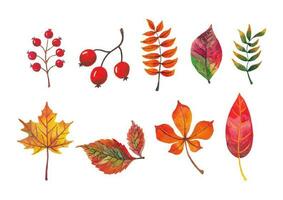 waterverf herfst bladeren en bessen verzameling. hand- getrokken gebladerte. vector