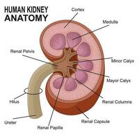 menselijk nier anatomie tekenfilm. vector illustratie