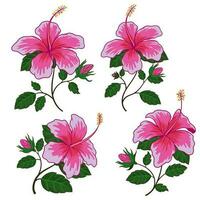 reeks van roze hibiscus bloemen vector