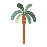 vlak stijl vector palm boom. schattig palm boom hand getekend. tropisch Afrikaanse fabriek. wit geïsoleerd achtergrond.