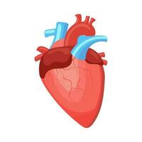 hart. intern menselijk organen. anatomie van menselijk cardiologie. de concept van geneeskunde en gezondheidszorg. vector