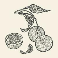 mandarijn- Afdeling met fruit schetsen illustratie logo kaart. botanisch kunst in gravure stijl. pakket voedsel ontwerp vector