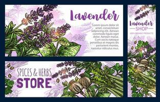 lavendel en kruid specerijen schetsen banners vector