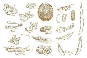 noten, bonen en peulvruchten hand- getrokken schetsen vector