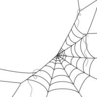 spin web achtergronden. spinneweb achtergrond. illustratie van een web. vector spin web Aan wit. spin web elementen voor decor. spinnenweb.