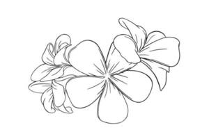 frangipani of plumeria tropisch bloem voor leis. gegraveerde frangipani geïsoleerd in wit achtergrond. vector illustratie