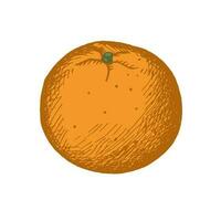 getrokken mandarijn, clementine. wijnoogst stijl. kleur illustratie van de fruit van een citrus fabriek . artistiek vector illustratie. ontwerp element.geïsoleerd wit achtergrond