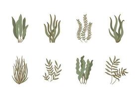reeks van aquarium zeewier. onderwater- planten, agla, laminaria pictogrammen. zee flora vector illustratie