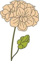 bekleed malva bloem. stokroos. vector. vector