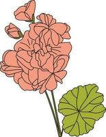 bekleed malva bloem. stokroos. vector. vector