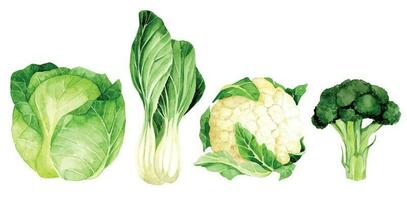 waterverf tekening. reeks van groenten. kool, bloemkool, broccoli, sla. groen groenten realistisch illustratie vector