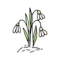 schattig single hand- getrokken bloemen sneeuwklokje. voorjaar bloesem vector