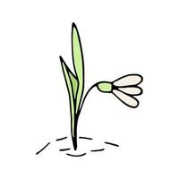 schattig single hand- getrokken bloemen sneeuwklokje. voorjaar bloesem vector