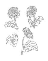 hand- getrokken vector reeks van gerbera's. vector tekening stijl. zwart bloemen en bladeren geïsoleerd Aan wit achtergrond. perfect voor kleur Pagina's, net zo tatoeage, patroon, achtergrond, wikkel papier, textiel