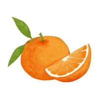 waterverf oranje fruit geïsoleerd Aan wit achtergrond. hand- getrokken illustratie. vector